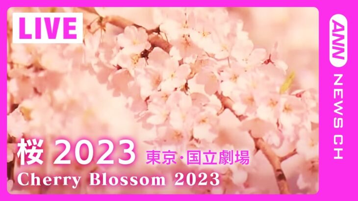 【桜LIVE】サクラの名所からライブ中継 東京・国立劇場(2023/3/20) ANN/テレ朝