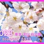 【桜LIVE】サクラの名所からライブ中継 東京・日比谷公園(2023/3/22) ANN/テレ朝