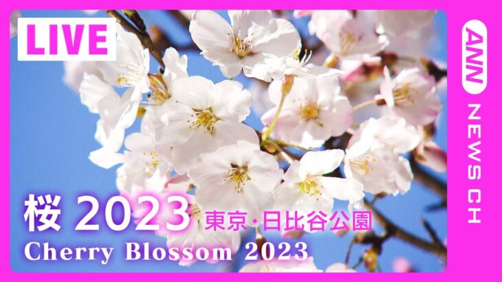 【桜LIVE】サクラの名所からライブ中継 東京・日比谷公園(2023/3/22) ANN/テレ朝