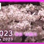 【桜LIVE】サクラの名所からライブ中継 東京・目黒川(2023/3/23) ANN/テレ朝