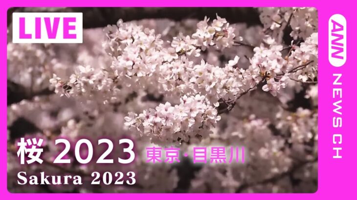 【桜LIVE】サクラの名所からライブ中継 東京・目黒川(2023/3/23) ANN/テレ朝