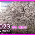 【桜LIVE】サクラの名所からライブ中継 東京・隅田川(2023/3/24) ANN/テレ朝