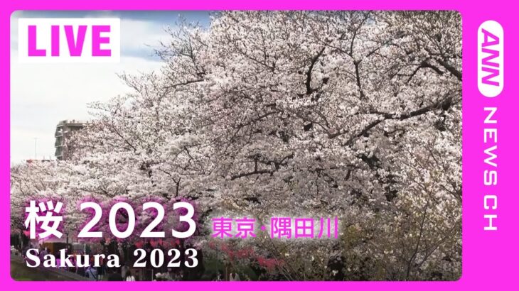 【桜LIVE】サクラの名所からライブ中継 東京・隅田川(2023/3/24) ANN/テレ朝