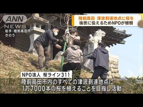 岩手・陸前高田　津波到達点に桜をNPOが植樹(2023年3月10日)