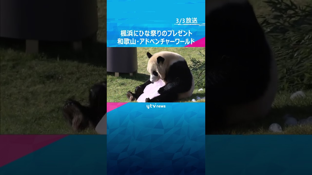 パンダの楓浜にひな祭りのプレゼント#shorts #読売テレビニュース