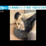 米 動物園のパンダが“衰弱” 中国SNSで批判相次ぐ(2023年3月4日)