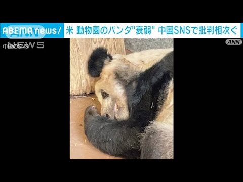 米 動物園のパンダが“衰弱” 中国SNSで批判相次ぐ(2023年3月4日)