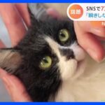 瞬きしないネコ…その正体とは？SNSで7万超「いいね！」話題の動画｜TBS NEWS DIG