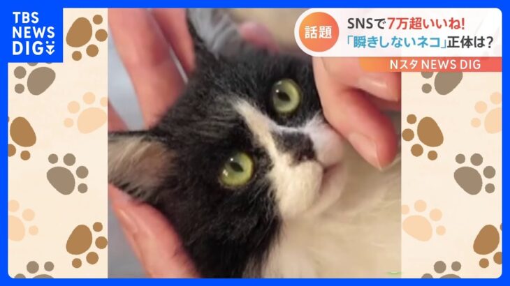 瞬きしないネコ…その正体とは？SNSで7万超「いいね！」話題の動画｜TBS NEWS DIG