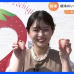 栃木のいちご「とちあいか」【SUNトピ】｜TBS NEWS DIG