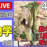 【きょうは何の日】『植物学の日』――数年に1度しか咲かない！“世界最大級の花”…開花間近に / 歩道橋の下に”ど根性大根”　都会の真ん中…市民感動　など　【４月２４日】（日テレNEWS LIVE）