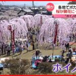 【きょうの1日】各地でポカポカ陽気に…岡山で桜と「こいのぼり」が共演　滋賀では「ホイノボリ」の下で“お花見”