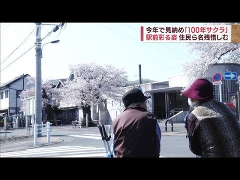 「桜前線」異例スピードで北上　今年で見納め「100年桜」惜しむ声も(2023年4月3日)