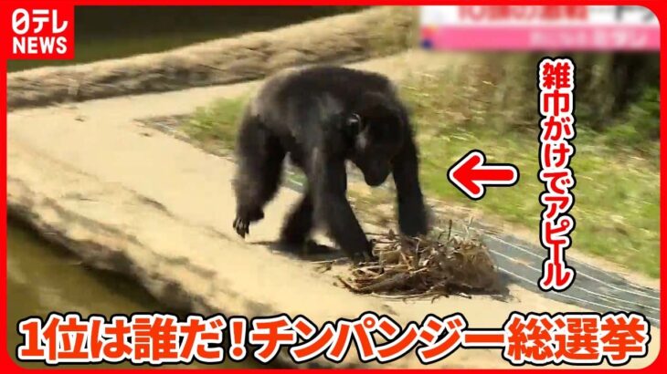 【チンパンジー総選挙】“立候補”10頭の中からトップ当選したのは…　宮崎市