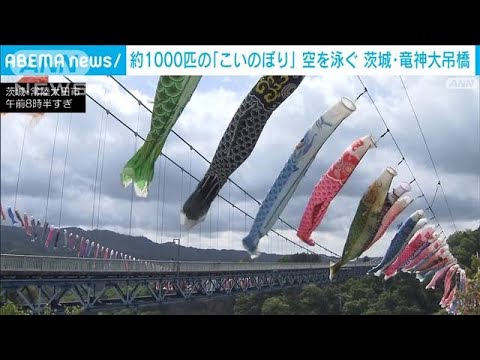約1000匹の「こいのぼり」空を泳ぐ　茨城・竜神大吊橋(2023年4月29日)