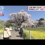 【満開ラッシュ】圧巻!樹齢1000年「三春滝桜」東京のお勧めポイントも見頃(2023年4月4日)