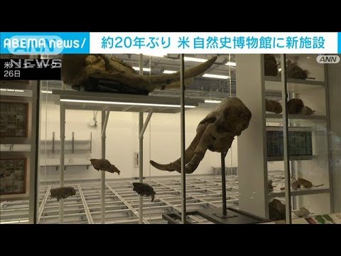 蝶1000匹が舞うパノラマ絶景　ニューヨークに新名所(2023年4月27日)