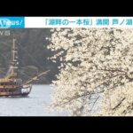 樹齢およそ100年の「一本桜」満開　箱根・芦ノ湖(2023年4月15日)