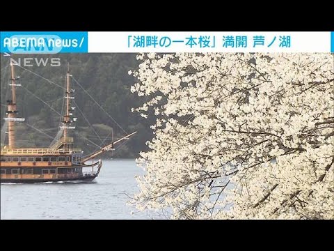 樹齢およそ100年の「一本桜」満開　箱根・芦ノ湖(2023年4月15日)