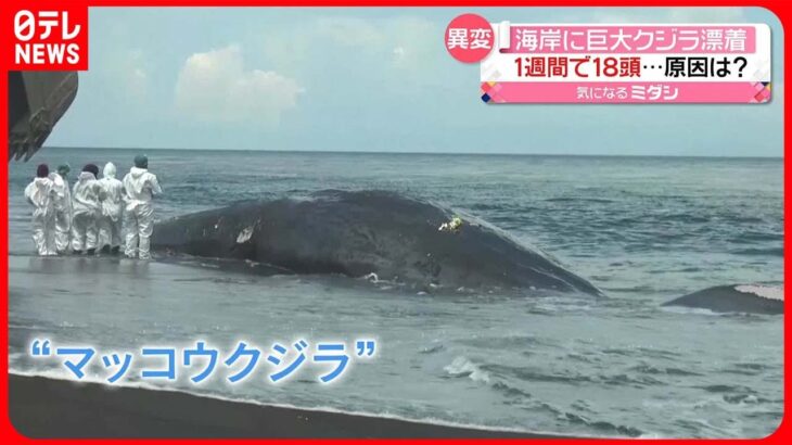 【1週間で18頭も】海岸に打ち上げられた巨大な「クジラ」 インドネシア・バリ島