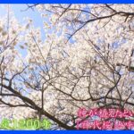 樹齢1200年 住民が守る古木「神代桜」～長野市・素桜神社～【令和のサクラ】｜TBS NEWS DIG