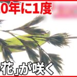 【120年に1度】“不吉なことがおきる…” 「竹の花」が咲く  岐阜・各務原市