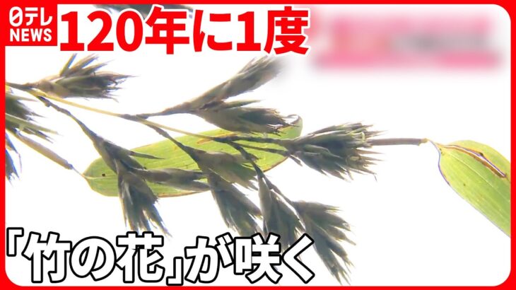 【120年に1度】“不吉なことがおきる…” 「竹の花」が咲く  岐阜・各務原市