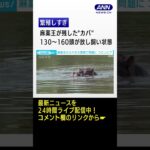 麻薬王の“カバ”繁殖しすぎ…130～160頭が放し飼い状態に #Shorts