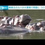 麻薬王の“カバ”繁殖しすぎ…130～160頭が放し飼い状態に(2023年4月20日)