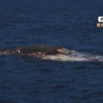長さ15ｍの漂流物は「クジラの死がい」か　1月には淀川河口付近にクジラ“迷い込む”（2023年4月21日）