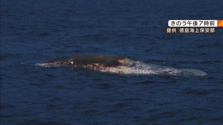長さ15ｍの漂流物は「クジラの死がい」か　1月には淀川河口付近にクジラ“迷い込む”（2023年4月21日）