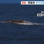 「クジラの死がいのような漂流物」長さ約15m・幅約3m　海保が注意呼び掛け　徳島県沖（2023年4月21日）