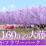 【ライブ】樹齢160年 見ごろ迎えた“藤の花”　あしかがフラワーパーク「ふじのはな物語～大藤まつり2023～」｜TBS NEWS DIG