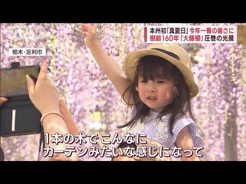 本州初「真夏日」 樹齢160年「大藤棚」開花早まる　盛況の潮干狩り「首に保冷剤」(2023年4月20日)