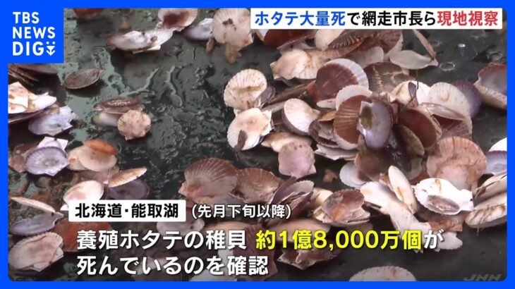 1億8000万個の養殖ホタテの稚貝が大量死　被害額は約7億円か　網走市の市長らが現地視察｜TBS NEWS DIG