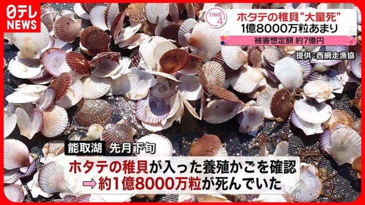 【大量死】ホタテの稚貝、1億8000万粒あまり…被害想定額約7億円　北海道・網走市