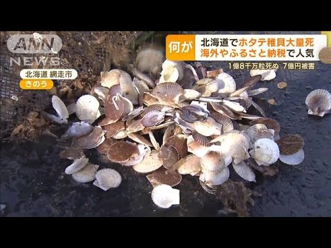 北海道で“ホタテ稚貝”大量死　1億8000万粒　7億円被害…ふるさと納税・海外で人気も(2023年4月5日)
