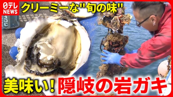 【今が旬！】1kg以上のものも!? “隠岐の岩ガキ”生産者の思い　島根　NNNセレクション