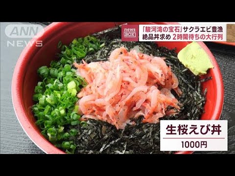 「駿河湾の宝石」サクラエビ豊漁　絶品丼求め2時間待ちの大行列(2023年4月25日)