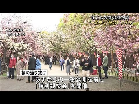 なにわの春の風物詩　一足早く“桜のトンネル”(2023年4月6日)