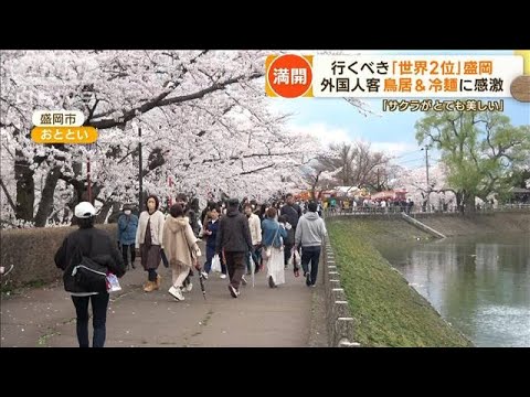 行くべき「世界2位」盛岡　“異例の早咲き”桜が満開　外国人客も…鳥居＆冷麺に感激(2023年4月10日)