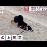 家ではしない…まるで芝刈り機　柴犬の謎の行動(2023年4月12日)