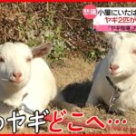 【ヤギ2匹が行方不明に】「心のよりどころ」地域の人に愛されていた2匹はどこへ 栃木・足利市