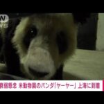 米の衰弱懸念パンダ「ヤーヤー」が上海到着　20年間の貸与終える(2023年4月28日)