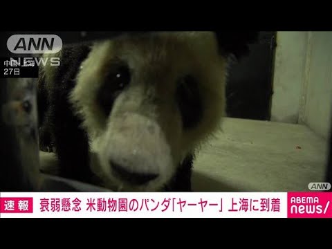 米の衰弱懸念パンダ「ヤーヤー」が上海到着　20年間の貸与終える(2023年4月28日)