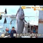 クロマグロ豊漁　“200kg級”各地で続々…価格にも影響か「安くなるならうれしい」(2023年4月12日)