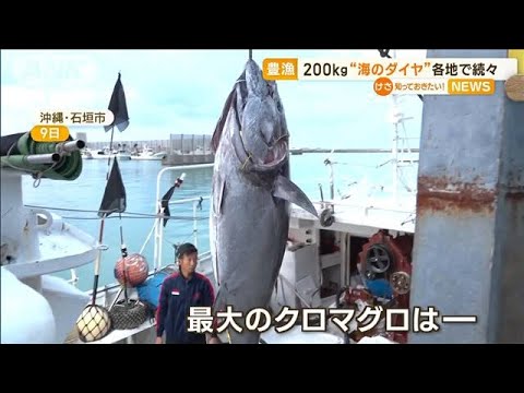 クロマグロ豊漁　“200kg級”各地で続々…価格にも影響か「安くなるならうれしい」(2023年4月12日)