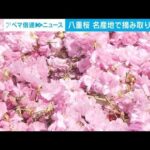 八重桜の摘み取り“最盛期”　神奈川・秦野市(2023年4月10日)