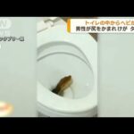 ヘビがトイレに…住人が尻をかまれけが　タイ(2023年4月19日)