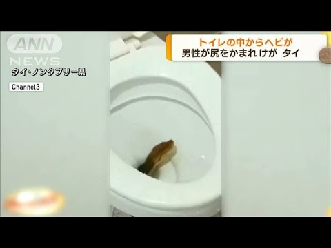 ヘビがトイレに…住人が尻をかまれけが　タイ(2023年4月19日)